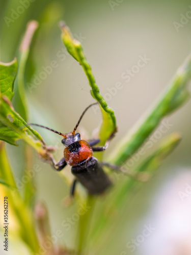 A Soldier Beetle (Cantharis Fusca) on a twig