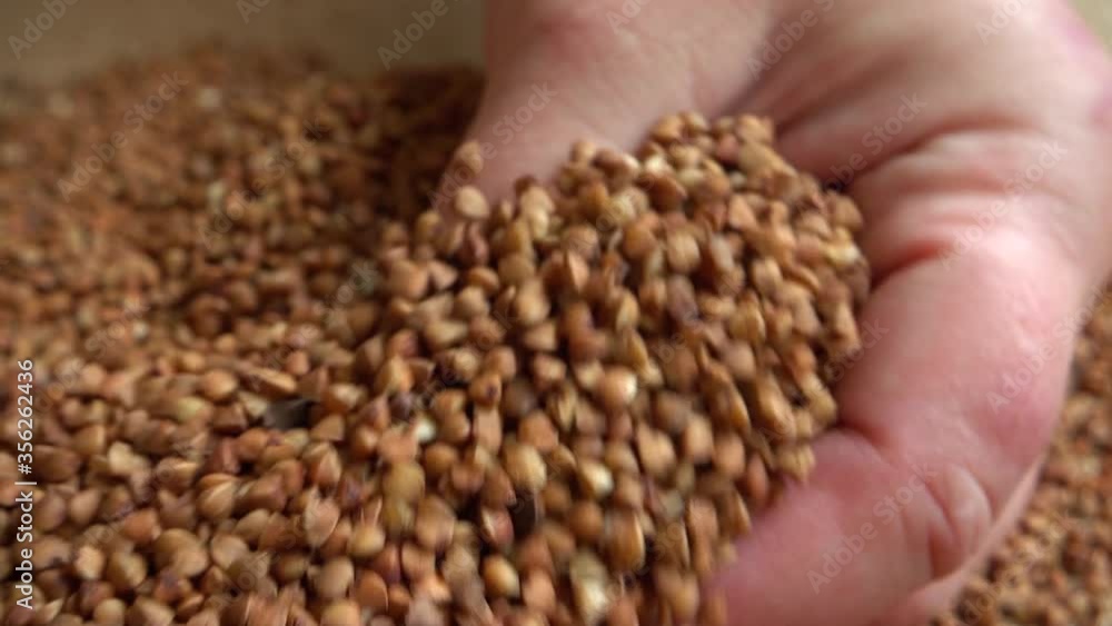 The farmer takes buckwheat from the sacks. Slow motion. The farmer takes buckwheat from the sacks. Slow motion.
