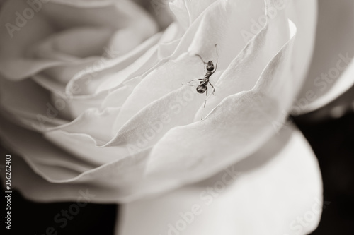 Englische Rose mit Insekt Sephia Edel traumhaft zauberhaft weiße Rosen photo