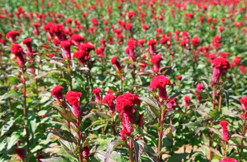 Beautiful red Cockscomb flowers growing on a farm in neat rows