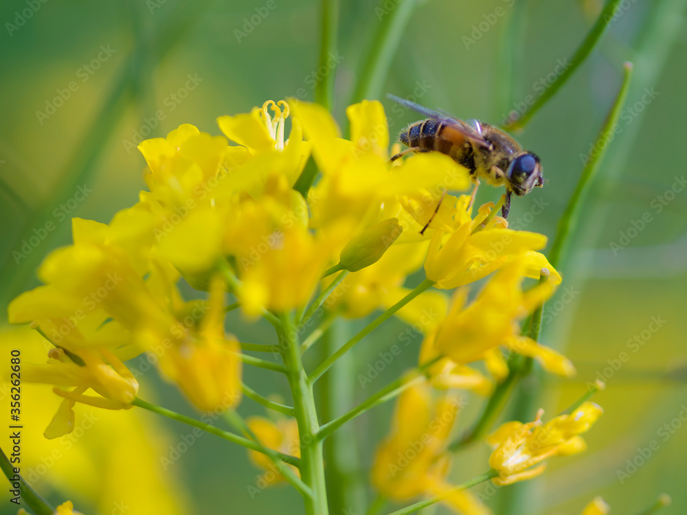 A Hoverfly (Syrphidae)on Rapeseed (Brassica Napus) A Hoverfly (Syrphidae)on Rapeseed (Brassica Napus)