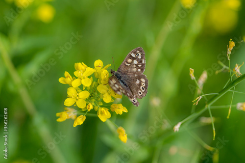 A Elderberry Pearl (Phlyctaenia Coronata) on Rapeseed (Brassica Napus) photo