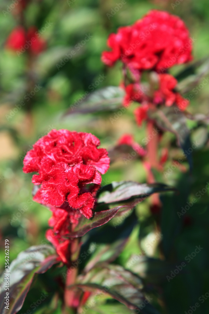 Beautiful red Cockscomb flowers growing on a farm in neat rows Beautiful red Cockscomb flowers growing on a farm in neat rows