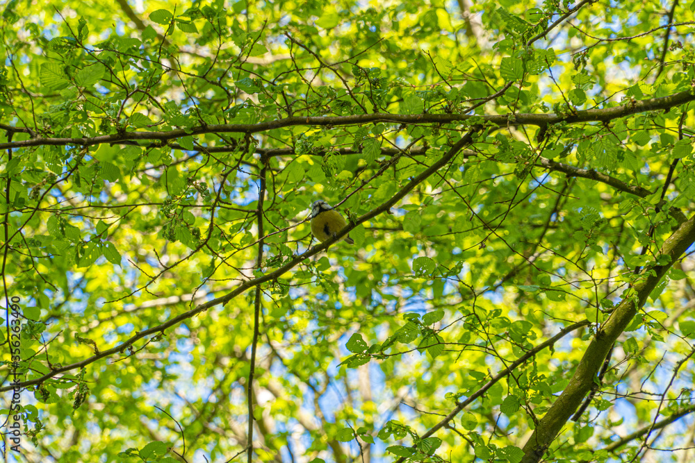 Fototapeta premium Blue tit bird high in leafy green tree natural background