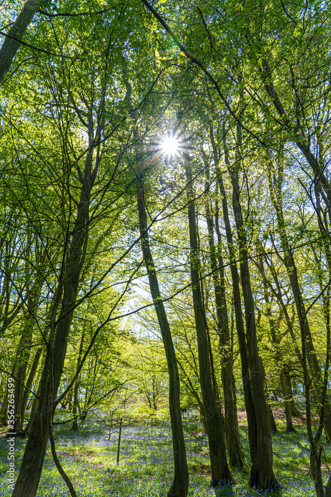 Fototapeta premium Low level view of Blue Bells in woods and woodland purple carpet of flowers in forest with dappled sunlight through branches