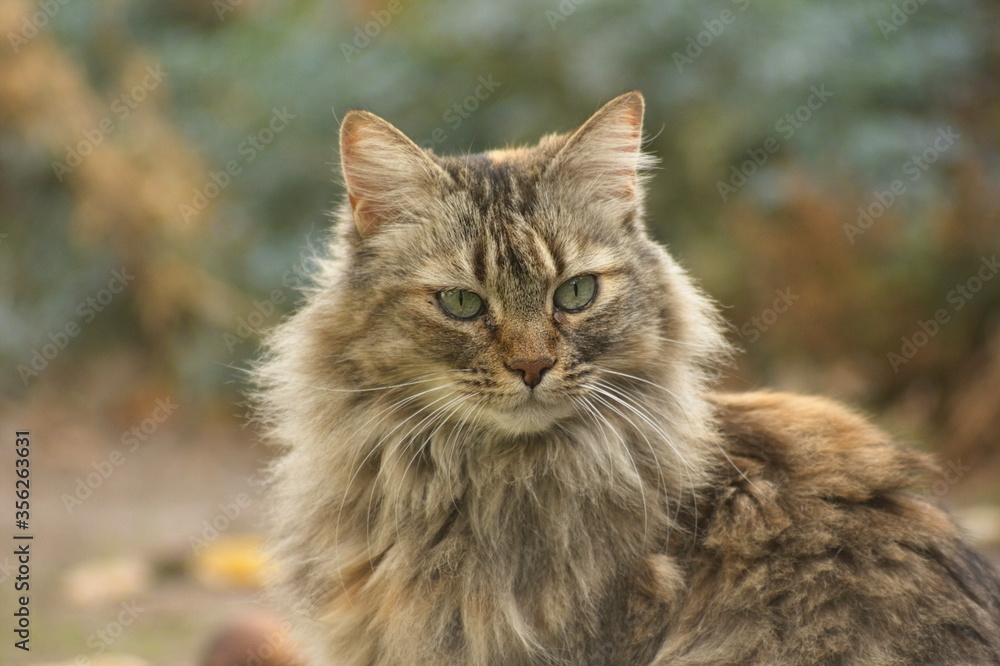 gata, retrato de gata