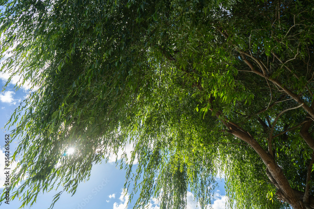 Naklejka premium willow