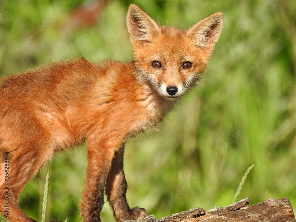 Fototapeta premium Cute Young Red Fox Looking In A Green Meadow