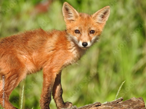 Cute Young Red Fox Looking In A Green Meadow © Kathywooding90
