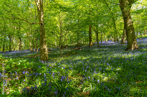 Fototapeta Naklejka Na Ścianę i Meble -  Low level view of Blue Bells in woods and woodland purple carpet of flowers in forest with dappled sunlight through branches
