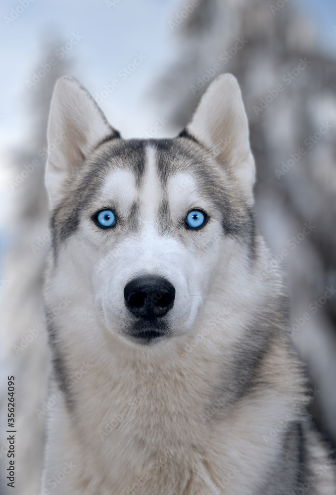 dog siberian hasky on winter background isolate