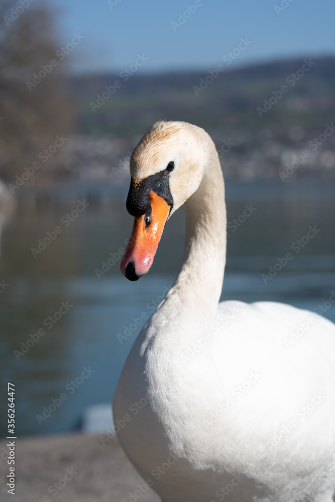 Obraz premium Schwan Portrait