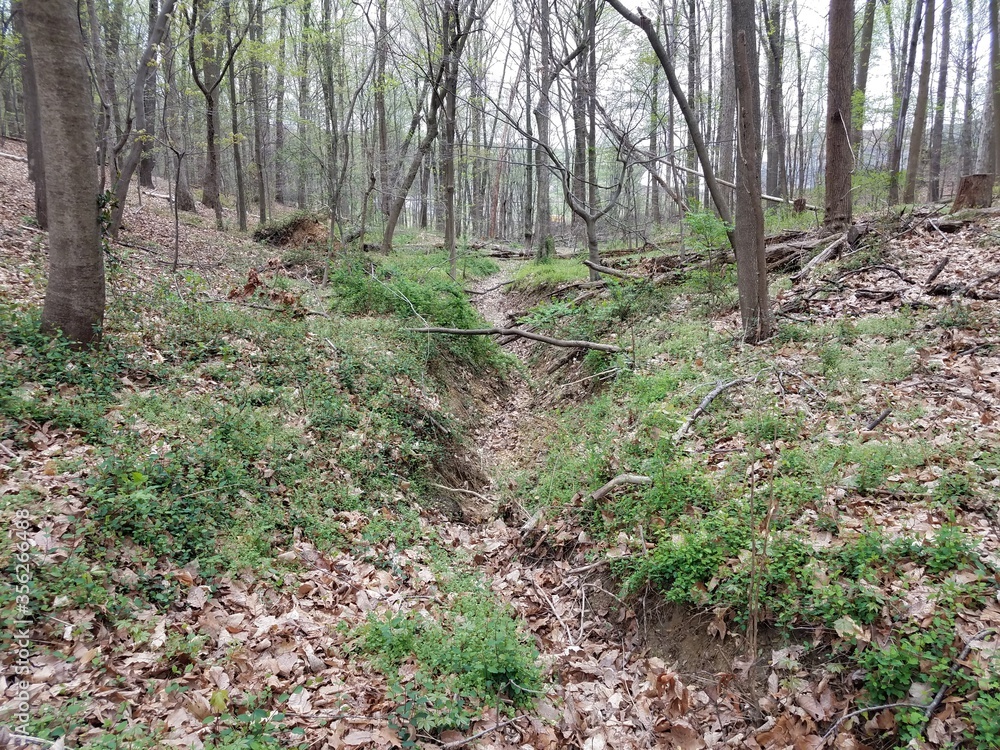 dry stream in forest or woods with trees and plants