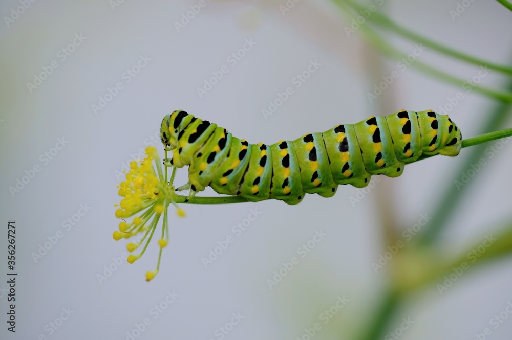 Naklejka premium Eastern black swallowtail larva - Color Macro Format