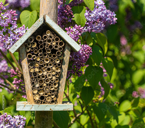 Close up front view of aged antique bee hotel with wooden tubes and purple flowers to background