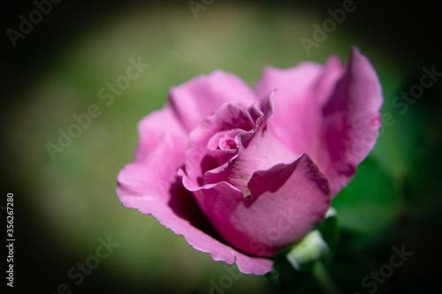 Small Pink Rose Blossom