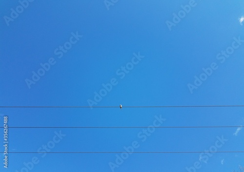 dove sitting on electrical cables or wires and blue sky