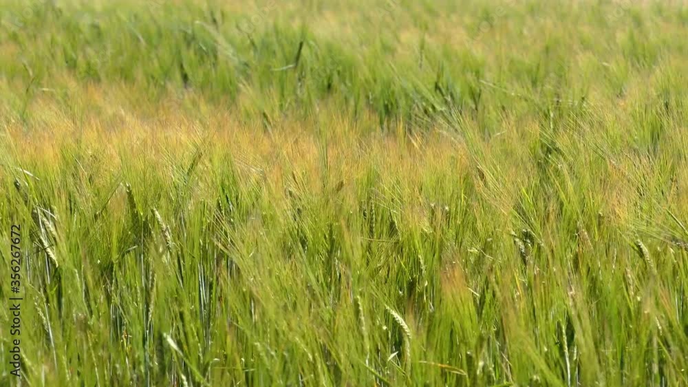 MS Field of grain blowing on wind / Soest, Saargau, Rhineland-Palatinate, Germany MS Field of grain blowing on wind / Soest, Saargau, Rhineland-Palatinate, Germany