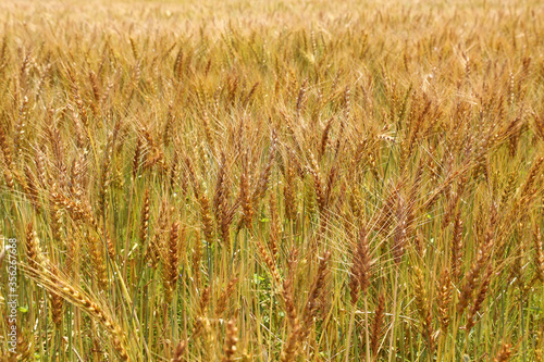 小麦の麦畑 © kiyopayo