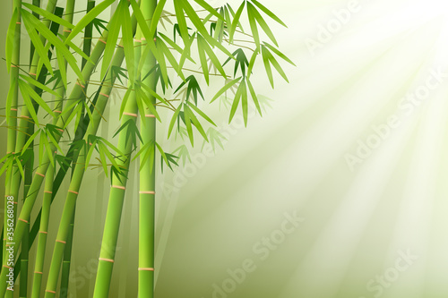 Fototapeta Naklejka Na Ścianę i Meble -  bamboo and sunlight vector