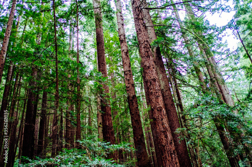 Redwood Forest