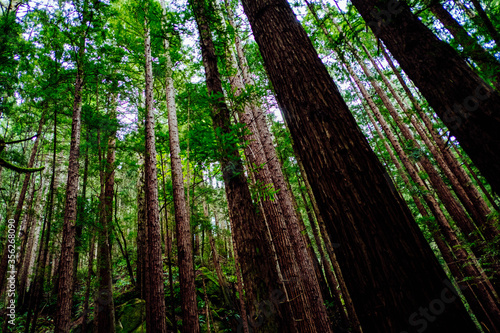 Redwood Forest