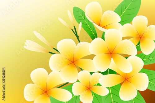 Plumeria vector