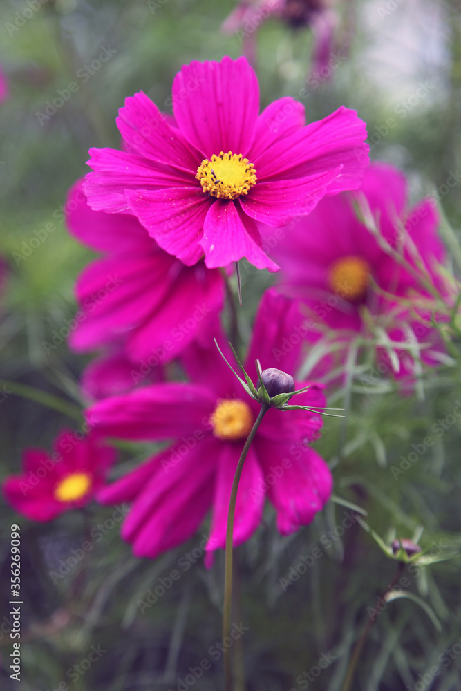 Beautiful pink and white Anemone Cosmos flowers Beautiful pink and white Anemone Cosmos flowers