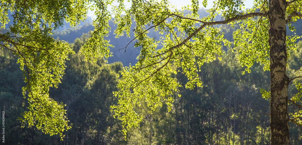 Fototapeta premium Spring greens, birch branch, natural backgrounds