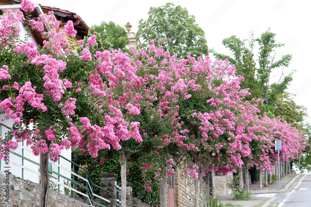Fototapeta premium Closeup of pretty pink Crepe Myrtle plant