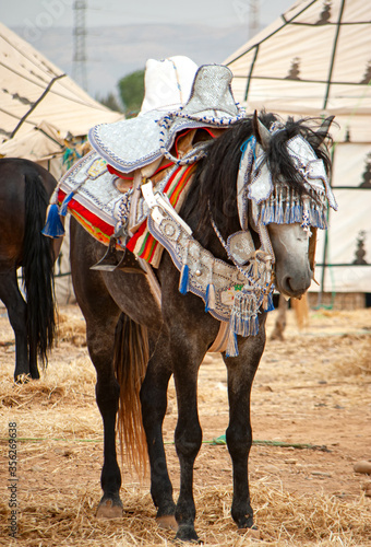competition horses called "Fantasia" in traditional Halter Licks equipped with leather head collar