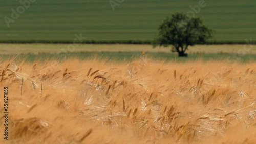 WS Field of grain blowing on wind / Soest, Saargau, Rhineland-Palatinate, Germany photo