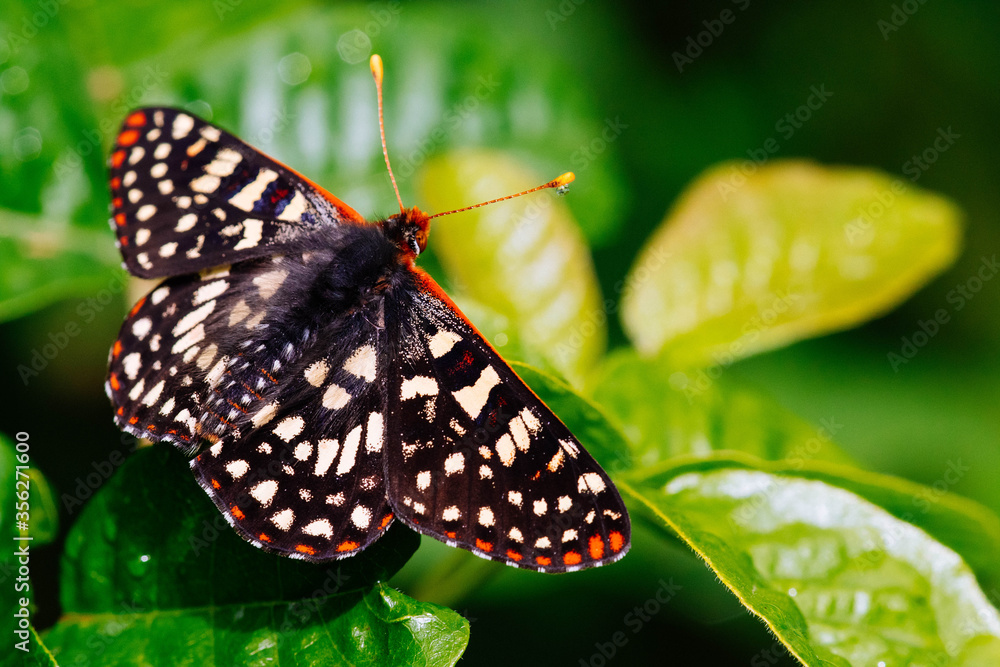 Obraz premium Beautiful Buttfly