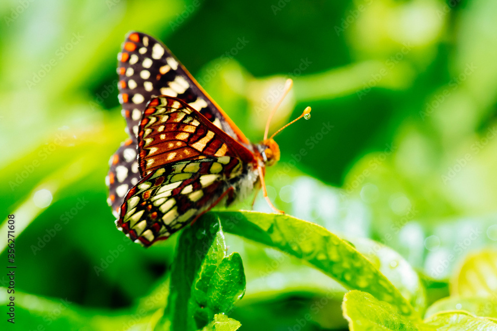 Beautiful Buttfly Beautiful Buttfly