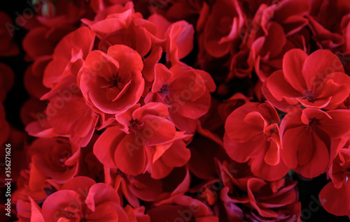 Red Petals of Flowers in Spring Garden