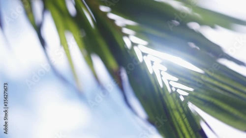 the sun shines through a palm leaf. slow motion. tropical plant