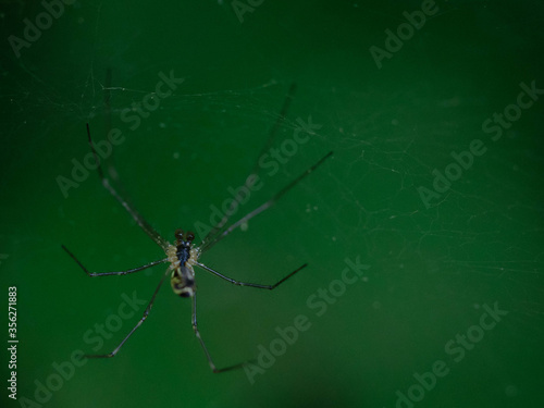 spider on a web