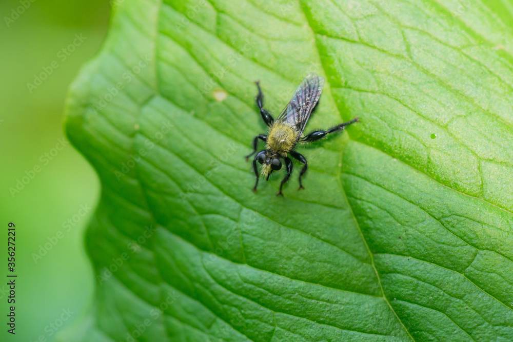 Fototapeta premium Bee Like Robber Fly in Springtime