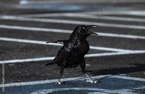 the funny facial expression of raven