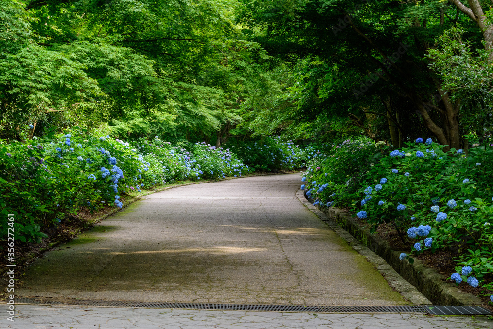 Obraz premium 紫陽花の中の道