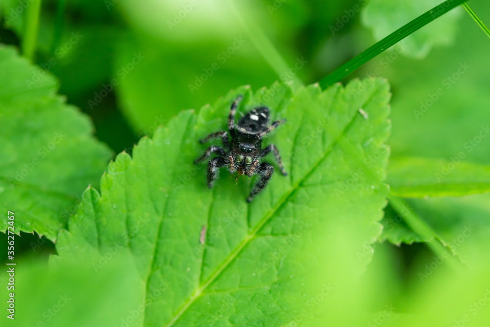 Bold Jumping Spider in Springtime Bold Jumping Spider in Springtime