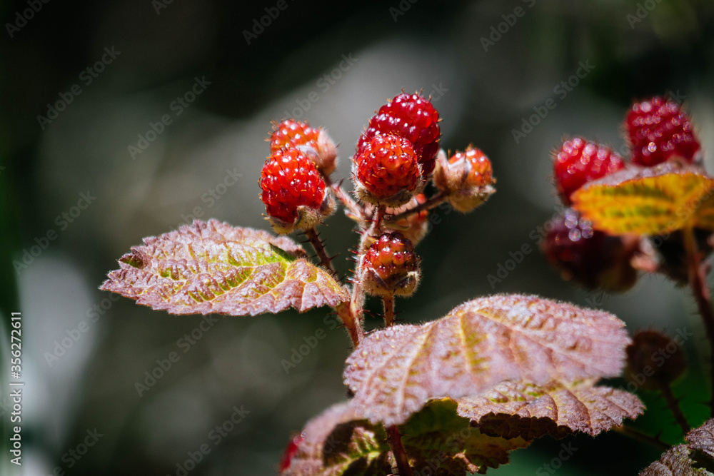 Delicious Wild Berries Delicious Wild Berries