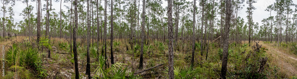 Pine Forest and Young Palms in Everglades Panorama Pine Forest and Young Palms in Everglades Panorama