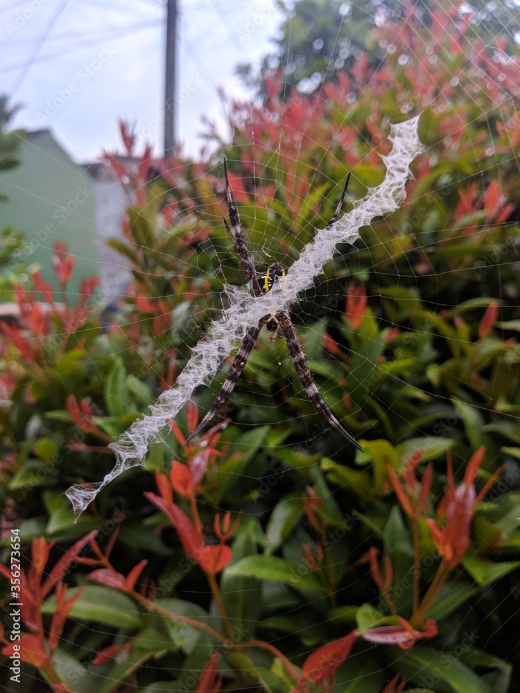 Spider in the morning Spider in the morning