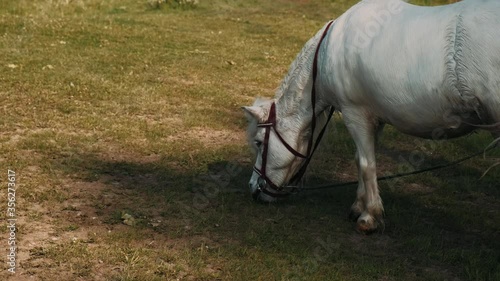 White pony eats green grass in the meadow. Beautiful mane in a little white pony.