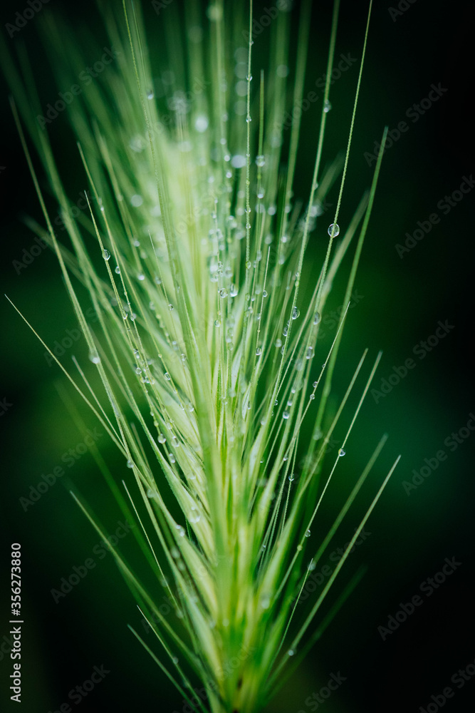 Fototapeta premium Weed Spike with morning dew