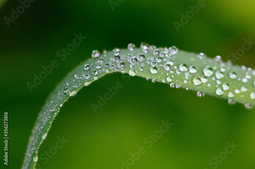 drops of dew on a green grass