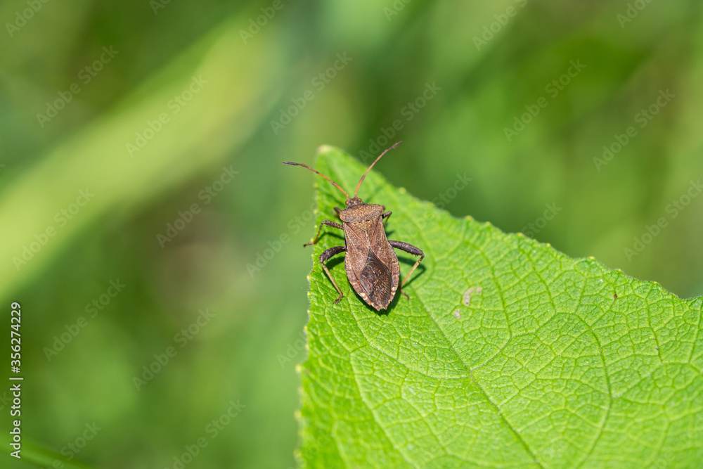 Helmeted Squash Bug in Springtime Helmeted Squash Bug in Springtime