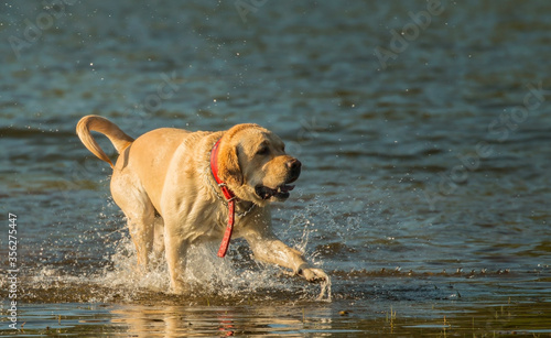 Hermoso perro labrador jugando en el agua, a orillas de un lago