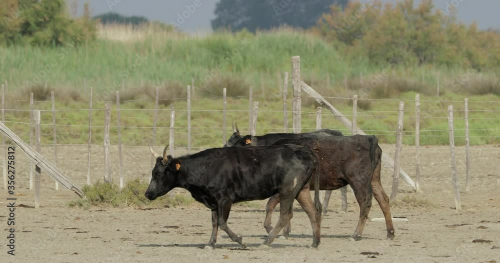Panning shot of black livestock against fence on field during sunny day - Camargue, France Panning shot of black livestock against fence on field during sunny day - Camargue, France